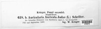 Auricularia auricula-judae image